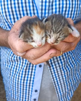 Regalasi Gattini