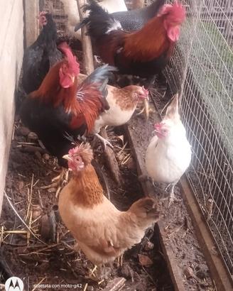 Gallo