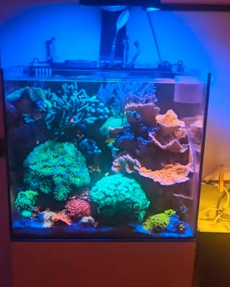 Pesci pagliaccio -Black Photon Clownfish