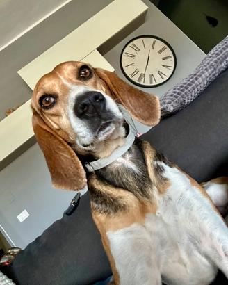Splendida simil beagle 4 anni taglia media