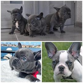 Cucciolata bulldog francese maschi e femmine