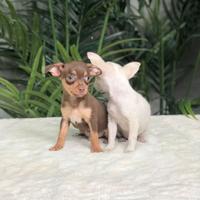 Chihuahua