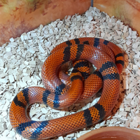 Lampropeltis Triangulum Hondurensis