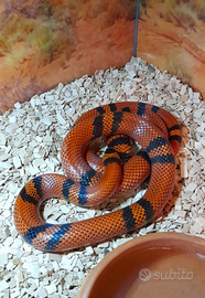 Lampropeltis Triangulum Hondurensis