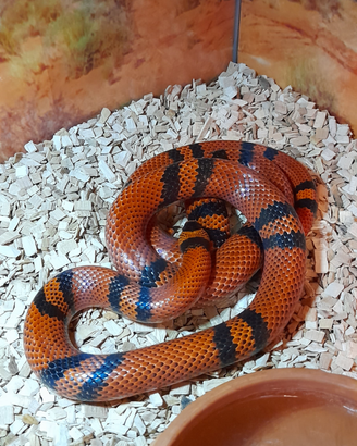 Lampropeltis Triangulum Hondurensis