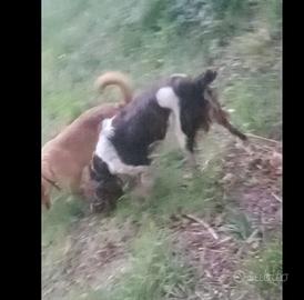 Animali