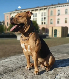 Pitbull Terrier in adozione