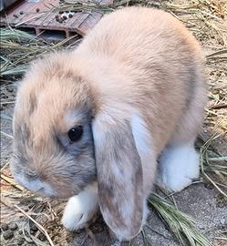 Coniglio Nano Mini Lop / Ariete Nano Cuccioli