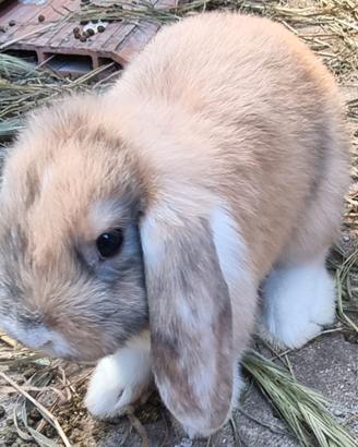 Coniglio Nano Mini Lop / Ariete Nano Cuccioli