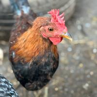 Coronata Siciliana gallo