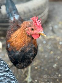 Coronata Siciliana gallo