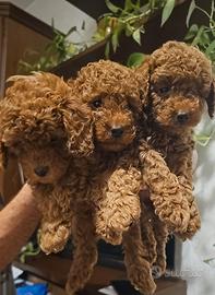 Cuccioli barboncino toy