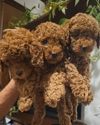 Cuccioli barboncino toy