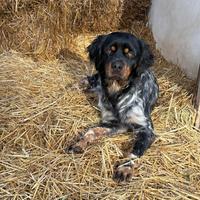 Breton spaniel maschio per monta