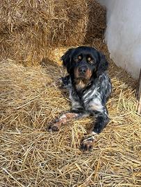 Breton spaniel maschio per monta