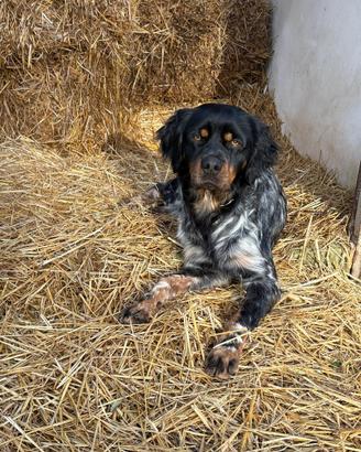 Breton spaniel maschio per monta