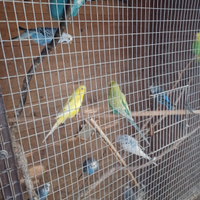 Calopsite, cocorite inseparabili, voliere/gabbie