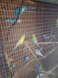 Calopsite, cocorite inseparabili, voliere/gabbie