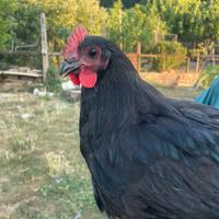 Polli australorp