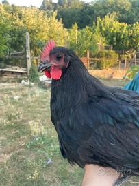 Polli australorp