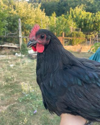 Polli australorp