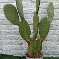 fico d'india siciliano 