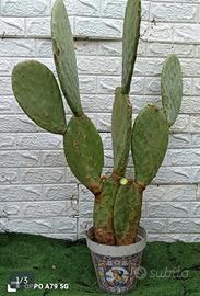 fico d'india siciliano 