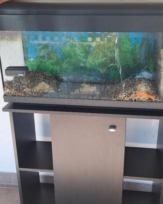 Acquario