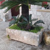 Cycas con pila in pietra 