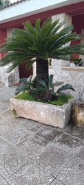 Cycas con pila in pietra 
