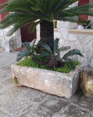 Cycas con pila in pietra 