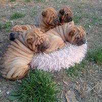 Sharpei