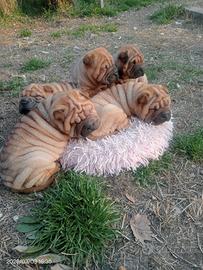 Sharpei