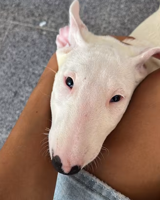 Cucciolo maschio bull terrier