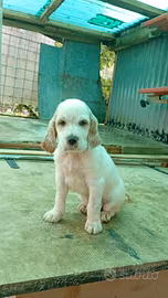 Cuccioli di Setter Inglese