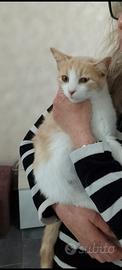 Gattina Cremina