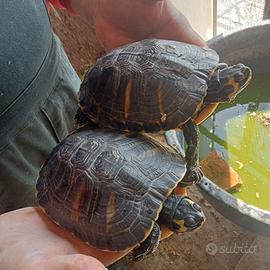 Tartarughe di acqua, cavie e cocorite