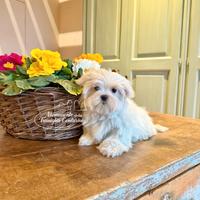 Cuccioli di maltese