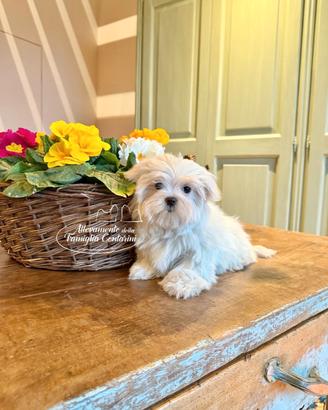 Cuccioli di maltese