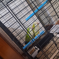 Parrocchietti monaci non alevati a mano