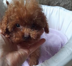 Barboncini toy e mini toy