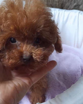 Barboncini toy e mini toy