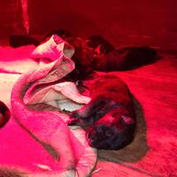 Cuccioli Pastore Tedesco