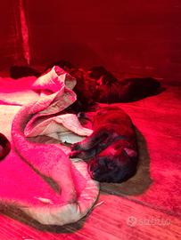 Cuccioli Pastore Tedesco