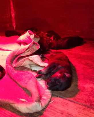 Cuccioli Pastore Tedesco