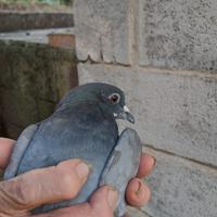 Volantini per caccia al colombaccio