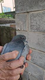 Volantini per caccia al colombaccio