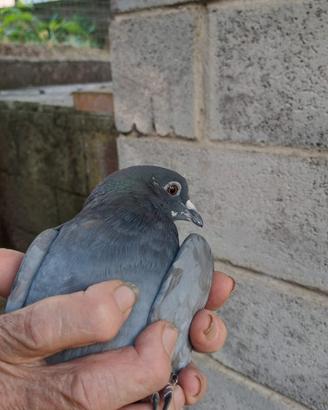 Volantini per caccia al colombaccio