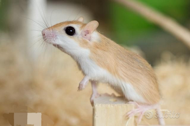 Gerbillus Perpallidus