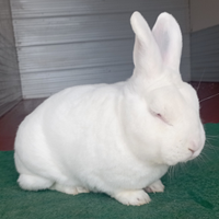 Conigli nuova Zelanda